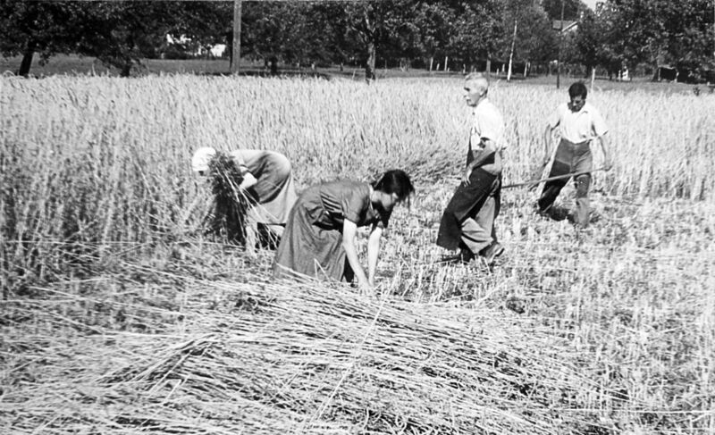 1942-Mehranbau-von-Weizen-in-der-Gemeinde-Au-Familie-Aug-ust-Koppel-gemeinde-au.jpg